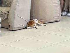 -怪兽屋·羊驼·猫咖·狗咖(俊华广场店)