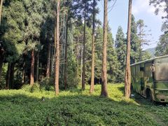 -武陵山森林公园