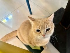 -平行世界·猫咖(首经贸店)