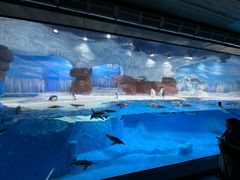 -海合安成都极地海洋公园