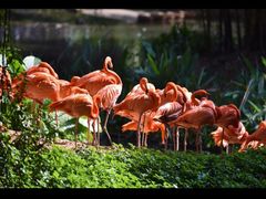 -广州长隆野生动物世界