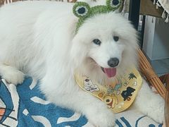 -星多哈·狗咖·拼豆·咖啡