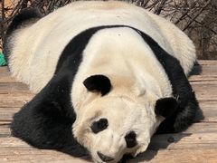 -青藏高原野生动物园