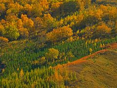 -塞罕坝国家级自然保护区