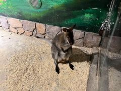 -绿色星球动物主题公园