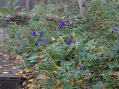 -白草畔自然风景区