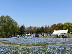 -上海滨江森林公园