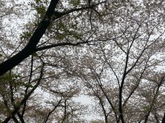 -苏州上方山国家森林公园