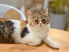 -Cappucimeow猫咪咖啡馆(韦伯时代店)
