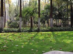 -合肥滨湖国家森林公园