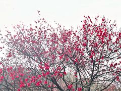 -无锡梅园公园