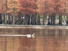 -白鹭湾湿地公园