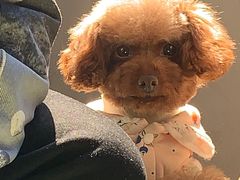 -佳雯宠物医院(金华南路分院)