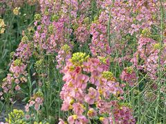 -中国天府农业博览园