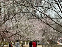 -桃花堤公园