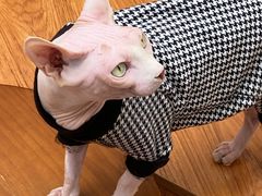 -有猫主题·治愈系猫咖(曾厝垵店)