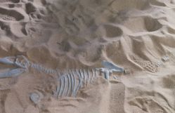 -恐龙探索乐园(磁器口店)