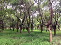 -崇明东平国家森林公园烧烤房车露营地