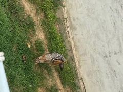 -西霞口神雕山野生动物世界