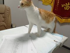 -半岛宠物医院24小时(科华中路店)