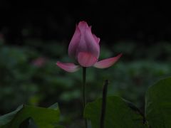 -茅家埠