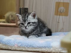 -屋虎猫馆(宝安大仟里店)