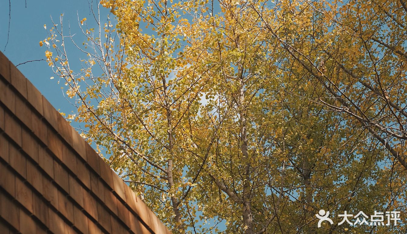 魔都秋天最火的银杏咖啡店