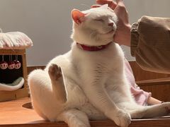 -有猫主题·治愈系猫咖(曾厝垵店)