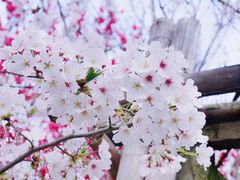 -南汇桃花村