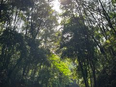 -东莞市大岭山森林公园