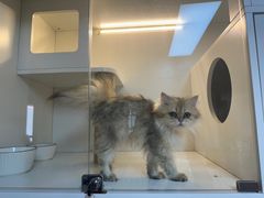 -十月米努特矮脚猫舍
