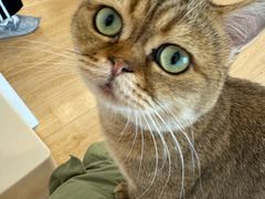 -有喵·猫咖·狗咖·30几只猫10只小狗(岗厦店)