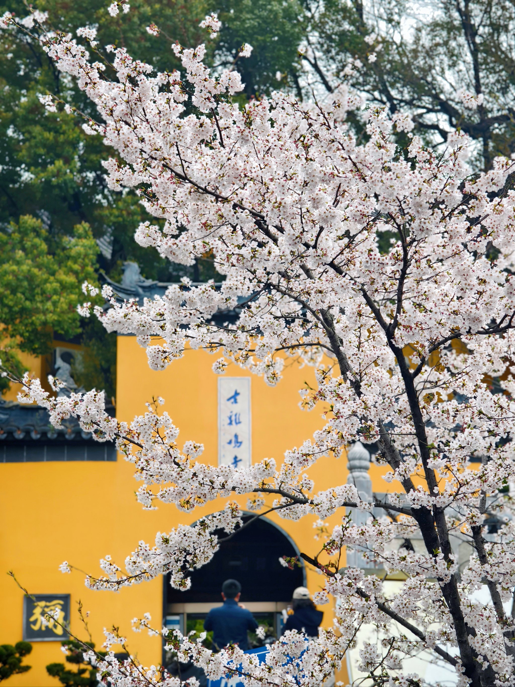 鹿鸣寺的樱花图片