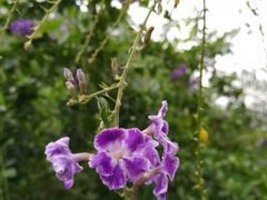 -广州神农草堂中医药博物馆