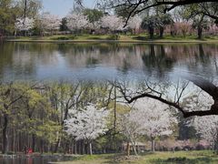 -上海共青森林公园