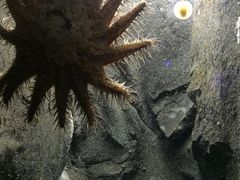 -悉尼海洋生物水族馆