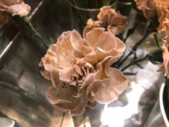 -植物学家的女儿(北马道巷店)