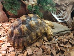 -芽庄珍珠岛游乐园