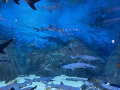 -烟台海昌鲸鲨海洋公园