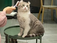 -猫儿山۰猫主题餐厅