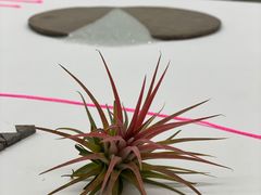 -胶囊画廊