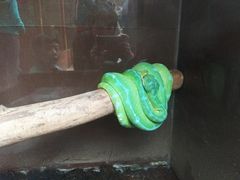-上海大自然野生昆虫馆(东方明珠·爬宠昆虫探索中心)
