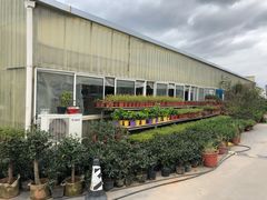 -龙大花卉苗木市场