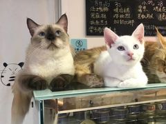 -Heymao猫咖.咖啡厅(东门店)