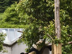 -卧龙中华大熊猫苑神树坪基地