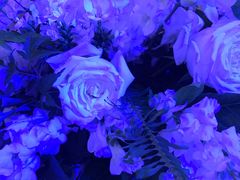 -伯衡55·吉品轩(乌鲁木齐南路店)