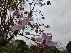 -聚龙山公园