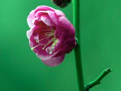 -白塘生态植物园