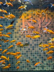-Zoolung Zoolung动物主题公园(海信广场店)