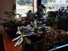 -四姑娘山阿巴郎·藏式花园餐厅